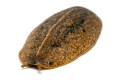 Veronicella cubensis Hawaii adult